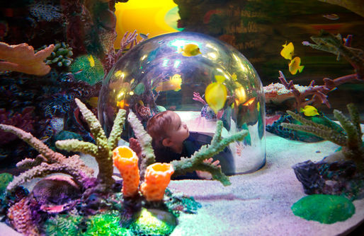 child looking at fish at Sea Life Aquarium