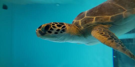 Swimming Sea Turtle